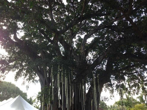 Gigantic Banyan Tree