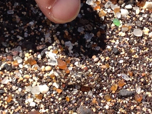 I spy...... a tiny little crab!