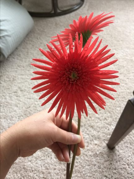 Beautiful Daisies from the previous owner!