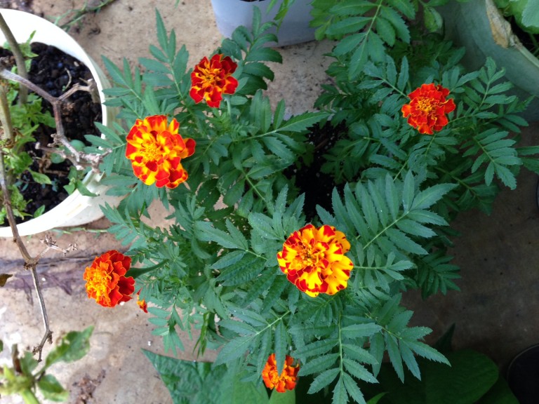 Marigolds help to keep away the insects!