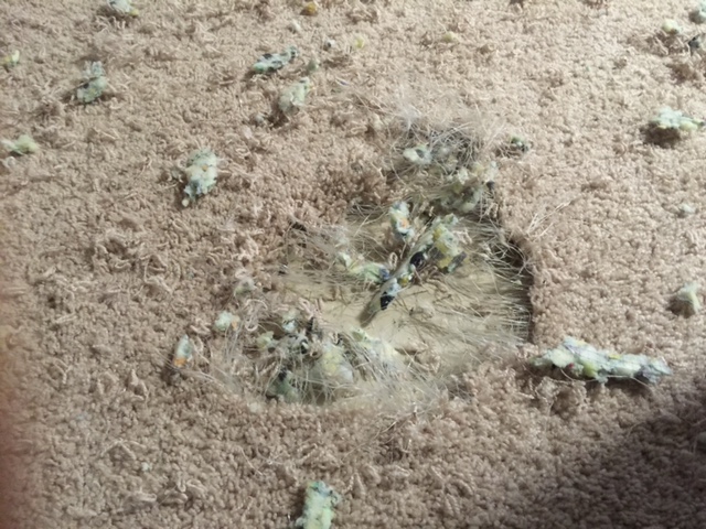 Two BIG holes in our carpet! 