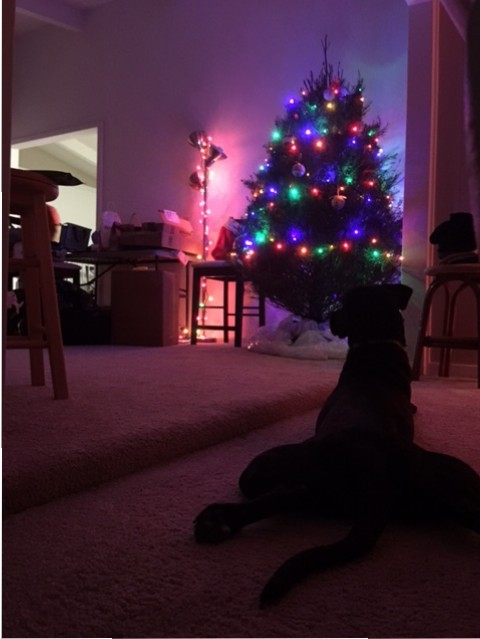 Waiting patiently for Santa to come! 