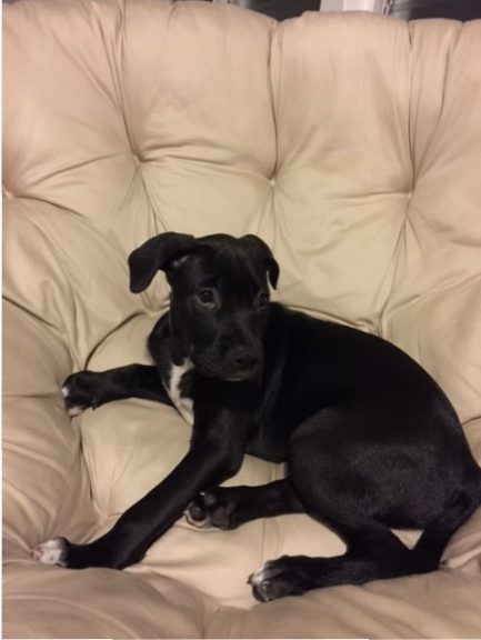 Puppy in a Papasan Chair