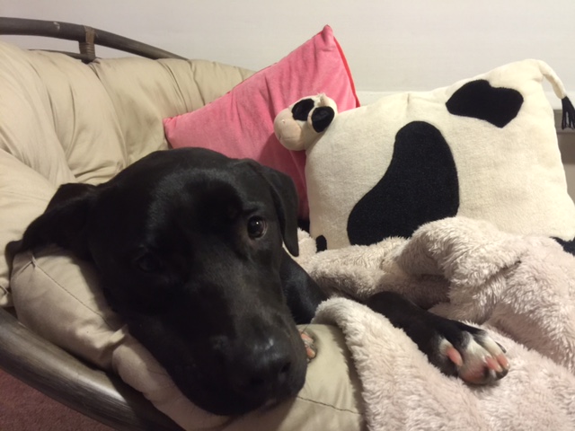 Grown up puppy in a papasan chair!