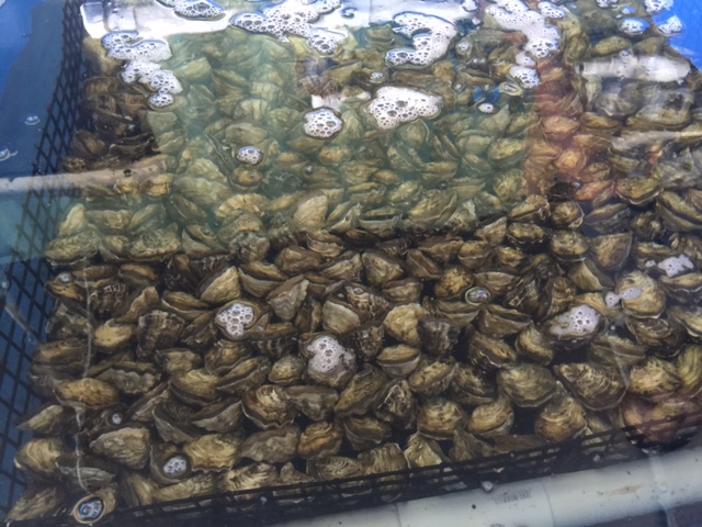 Oysters straight from Molii Ponds