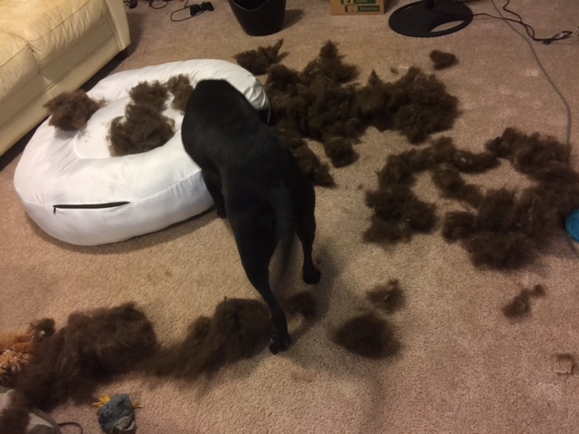 RIP, Costco dog bed! 